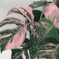 Monstera Deliciosa Pink Variegated/ Pink Galaxy Houseplant Luxury Indoor Plant (phytosanitary certificate) product logo