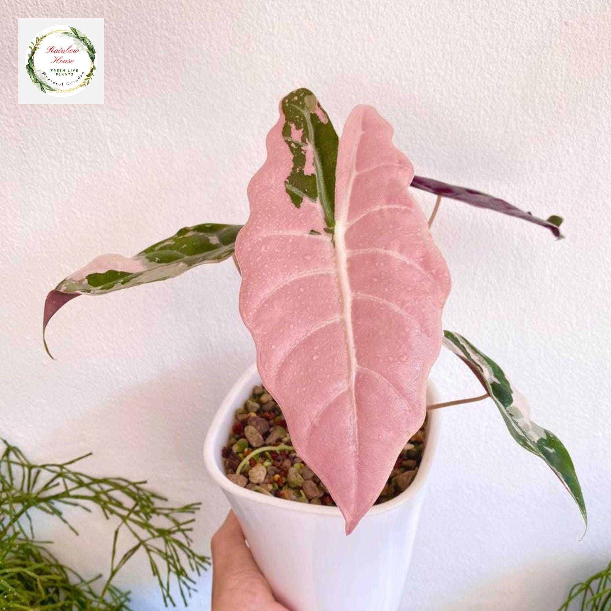 Alocasia pink nobilis - Etsy 日本