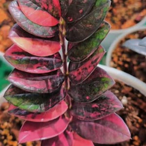 Rare Pink Variegated ZZ Plant – Easy Care Low Light Houseplant