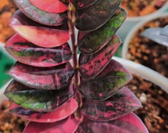 Anthurium trilobum - Etsy Mxico