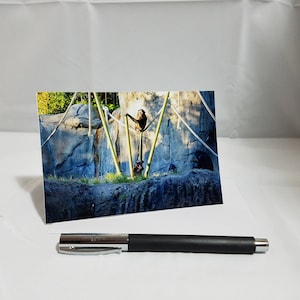 Carte blanche de note pliée faite à la main - Chimpanzés au zoo de San Diego - photographie de la nature - photographie de voyage - Enveloppe incluse - ensemble de 3