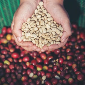 Op de afbeelding: Een close-up van handen die een hoeveelheid lichtgroene koffiebonen vasthouden, tegen een achtergrond van rode koffiebessen. De foto toont de kleuren en texturen van de koffieoogst in zacht licht.