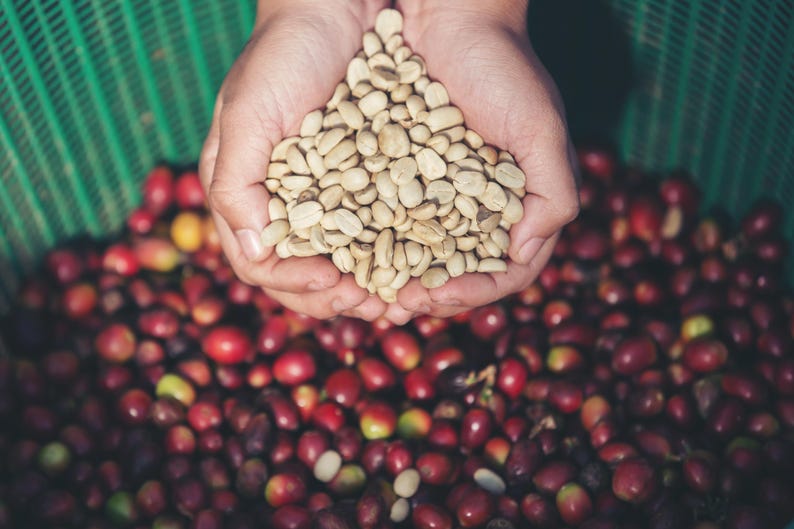 Op de afbeelding: Een close-up van handen die een hoeveelheid lichtgroene koffiebonen vasthouden, tegen een achtergrond van rode koffiebessen. De foto toont de kleuren en texturen van de koffieoogst in zacht licht.