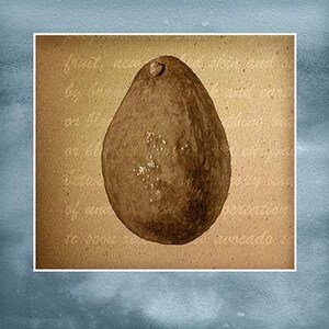 Avocado 1of3 Watercolor Digital Download