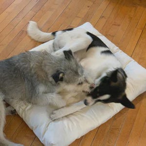 May include: Two dogs, one gray and one black and white, are lying on a white dog bed. The gray dog is nuzzling the other dog, which is lying on its back. The dogs are on a wooden floor.