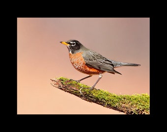 American robin on moss