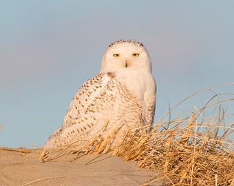 Snowy owl on dune