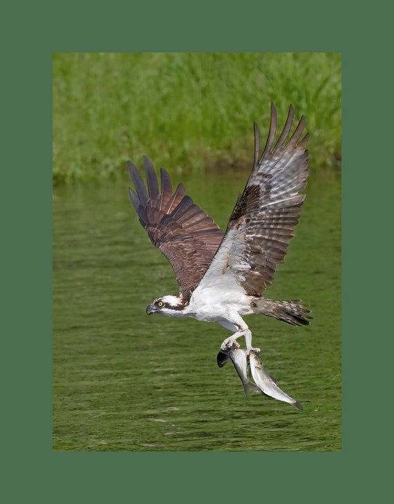 Osprey bird photograph Osprey photograph bird photograph Etsy
