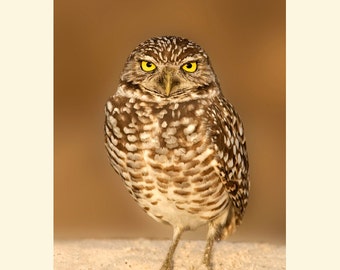 Burrowing owl bird photograph, Burrowing owl photograph, Burrowing owl, bird photograph