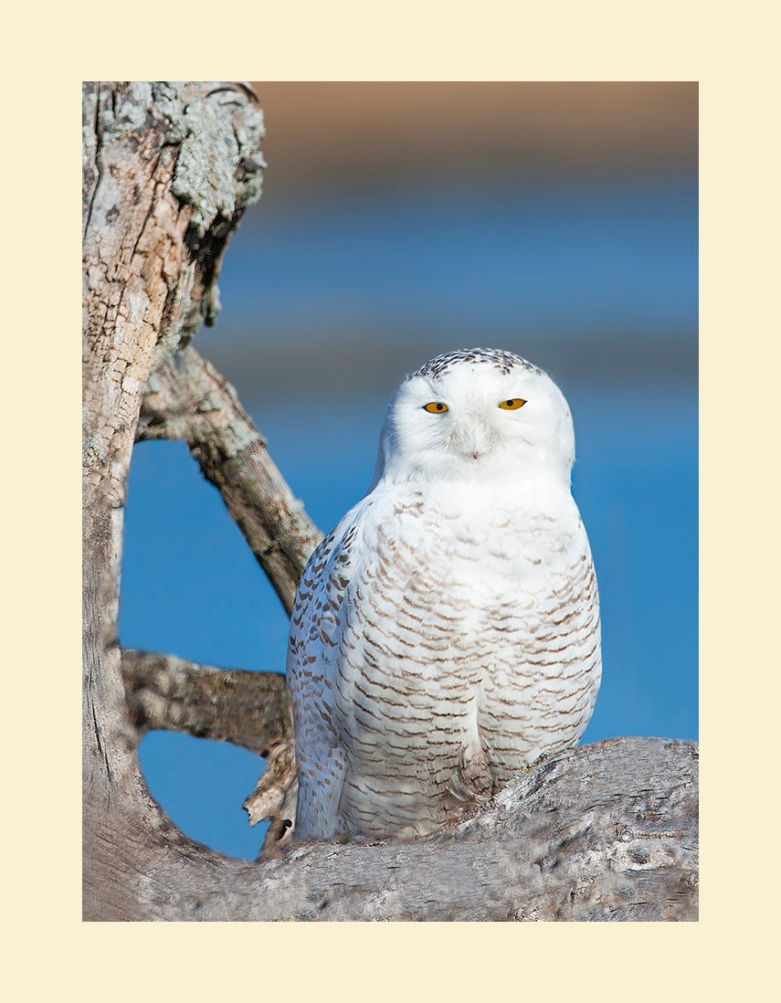 Snowy owl bird photograph, Snowy owl photograph, Snowy owl