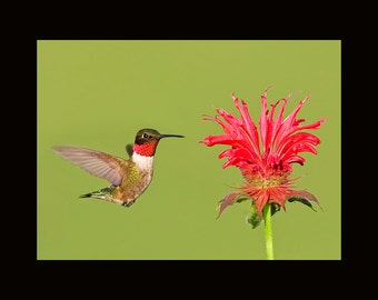 Hummingbird bird photograph, Hummingbird photograph, Hummingbird, Ruby throated hummingbird bird photograph