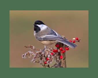 Black capped chickadee bird photograph, Black capped chickadee photograph, Black clapped chickadee, bird photograph