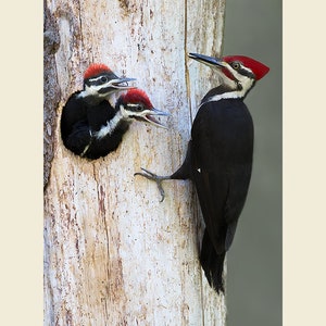 Pileated woodpecker photograph, Pileated woodpecker, woodpecker photographs image 2