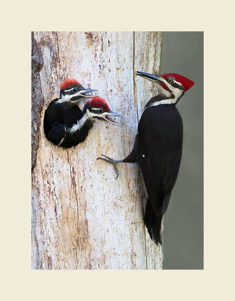 Pileated woodpecker photograph, Pileated woodpecker, woodpecker photographs image 2