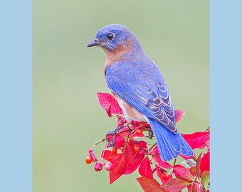 Bluebird bird photograph, Bluebird photograph, Bluebird, bird photograph, Eastern Bluebird bird photograph