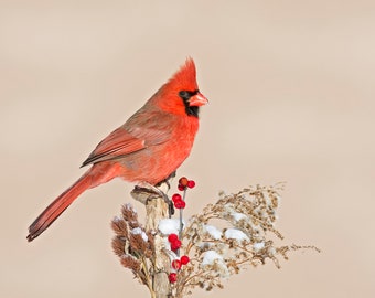 Northern cardinal on winter weeds