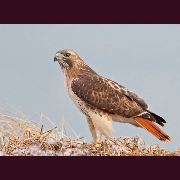 Red tailed hawk bird photograph, Red tailed hawk, bird photograph