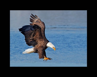 Bald eagle bird photograph, Bald eagle photograph, bald eagle, bird photograph