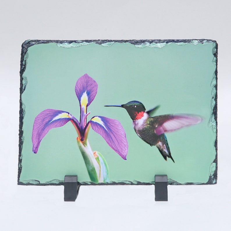 Hummingbird photo on slate, Hummingbird photograph, Ruby throated hummingbird on slate, bird photograph on slate image 1