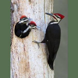 Pileated woodpecker photograph, Pileated woodpecker, woodpecker photographs image 3