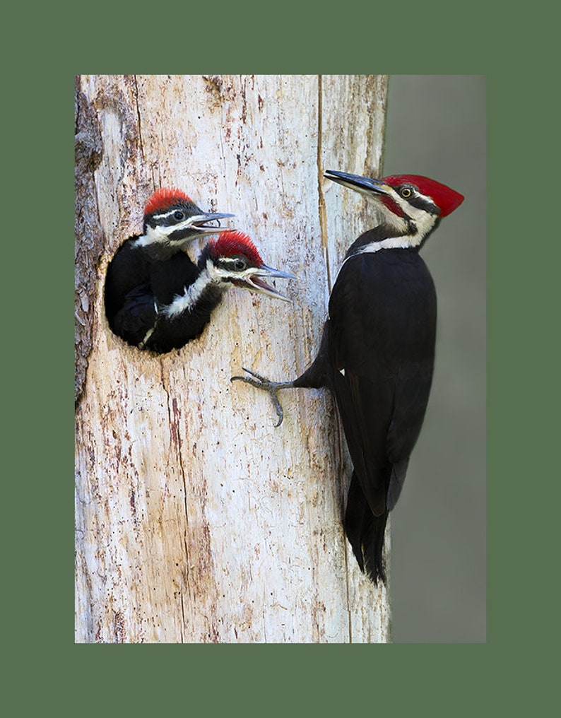 Pileated woodpecker photograph, Pileated woodpecker, woodpecker photographs image 3