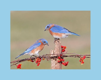 Bluebird bird photograph, Bluebird photograph, Bluebird, bird photograph, Eastern Bluebird bird photograph