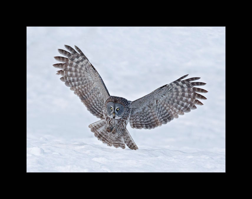 Great Gray Owl bird photograph, Great gray owl photograph, Great gray owl, bird photograph