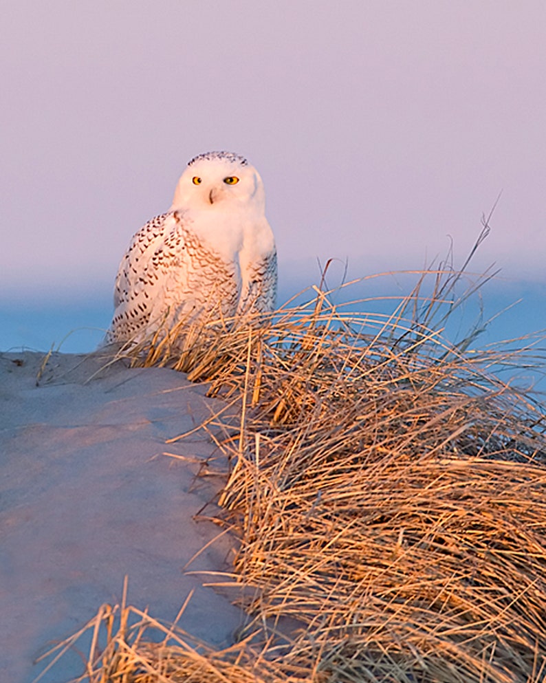 Snowy owl