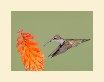 Hummingbird bird photograph, Hummingbird photograph, bird photograph, Ruby throated hummingbird bird photograph