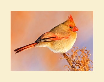 Cardinal female bird photograph, Cardinal photograph, Northern cardinal