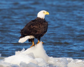 Bald eagle on ice floe