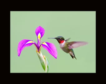 Ruby throated hummingbird photograph, Ruby throated hummingbird, bird photograph