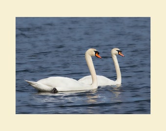 Mute swans matted print, Mute swans photograph, Mute swans