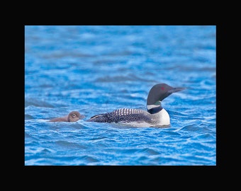 Loon bird photograph, Loon photograph, Loon, bird photograph, Common loon bird photograph