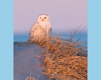 Snowy owl bird photograph, Snowy owl photograph, Snowy owl, bird photograph