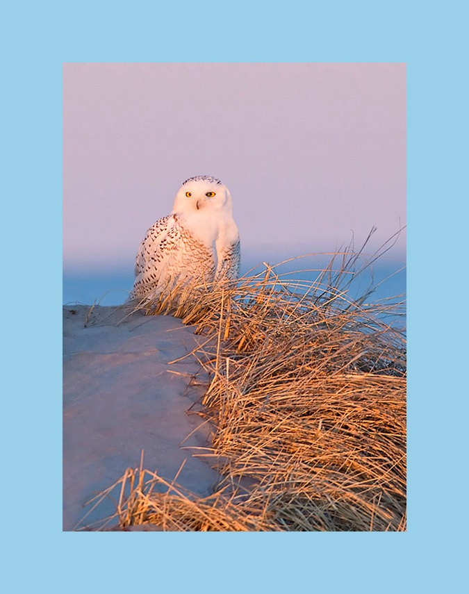Snowy owl bird photograph, Snowy owl photograph, Snowy owl, bird photograph