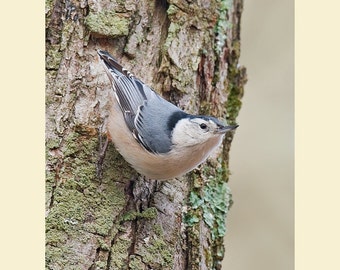 Nuthatch bird photograph, Nuthatch photograph, Nuthatch, bird photograph, White breasted bird photograph