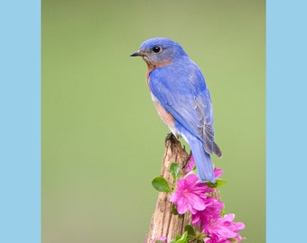 Bluebird bird photograph, Bluebird photograph, Bluebird, bird photograph, Eastern bluebird bird photograph