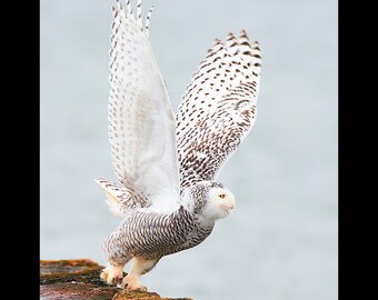 Snowy owl bird photograph, Snowy owl photograph, Snowy owl