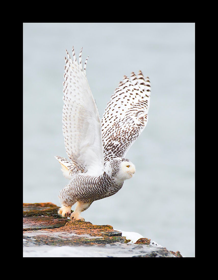 Snowy owl bird photograph, Snowy owl photograph, Snowy owl