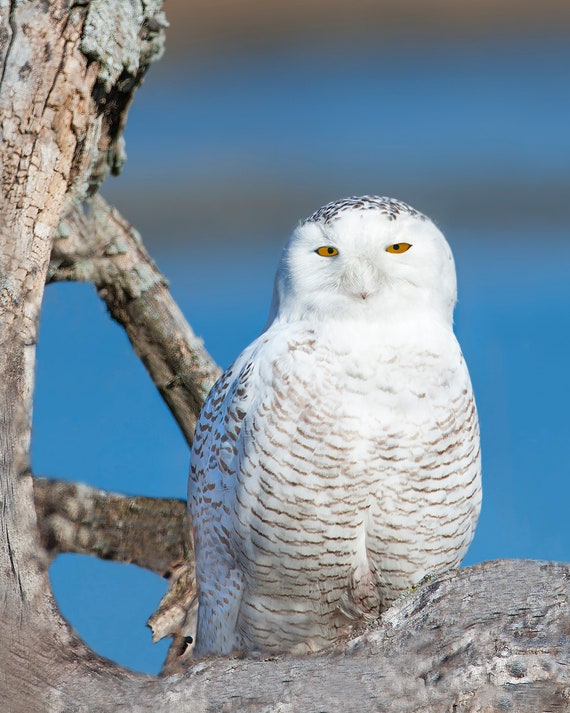 Snowy Owl Pet Owls For Sale LIFESIZE Snowy Owl Taxidermy Bird
