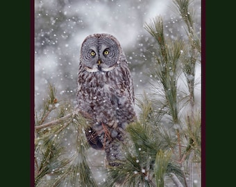 Great Gray Owl bird photograph, Great gray owl photograph, Great gray owl, bird photograph