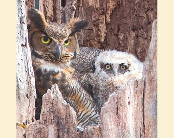 Great horned owl bird photograph, Great horned owl photograph, Great horned owl, bird photograph