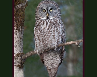 Great Gray Owl bird photograph, Great gray owl photograph, Great gray owl, bird photograph