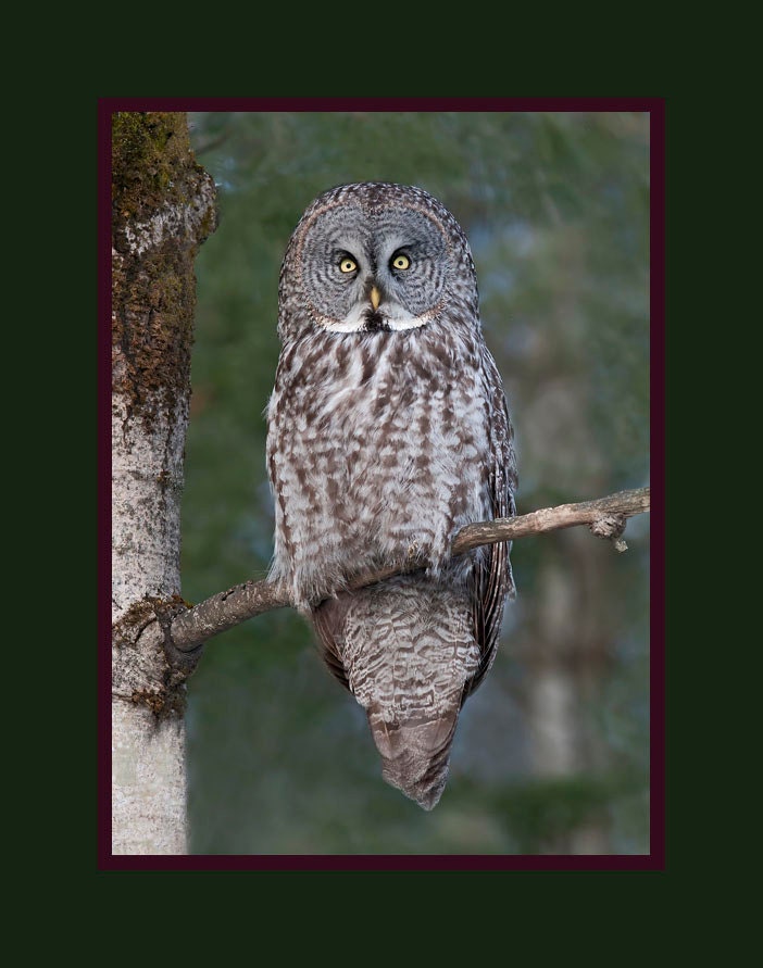 Great Gray Owl bird photograph, Great gray owl photograph, Great gray owl, bird photograph