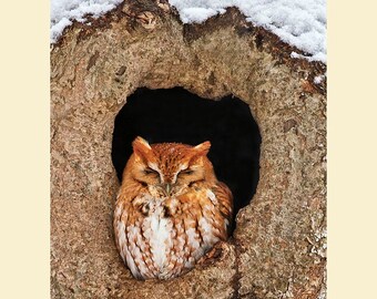 Eastern screech owl bird photograph, Eastern screech owl photograph, Eastern screech owl, bird photograph