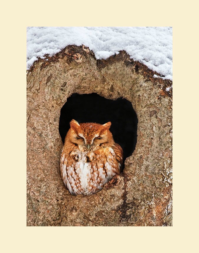 Eastern screech owl bird photograph, Eastern screech owl photograph, Eastern screech owl, bird photo