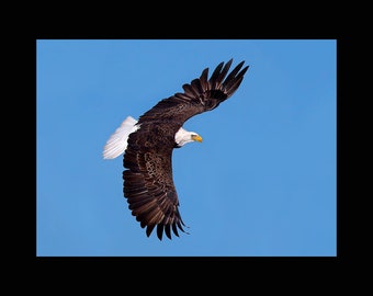 Bald eagle, bald eagle photograph, eagle pictures