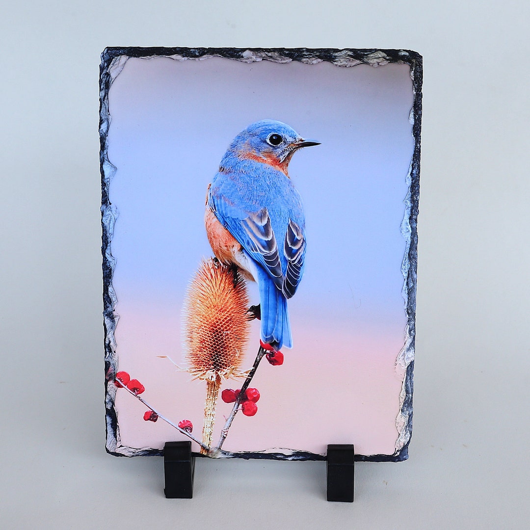 Bluebird Photo on Slate, Eastern Bluebird Photo on Slate, Bluebird ...