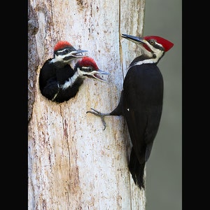 Pileated woodpecker photograph, Pileated woodpecker, woodpecker photographs image 1